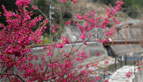 黒滝の彼岸桜